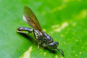 Photo Insect protein