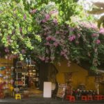 Kuchnia prehistoryczna – inspiracje z przeszłości